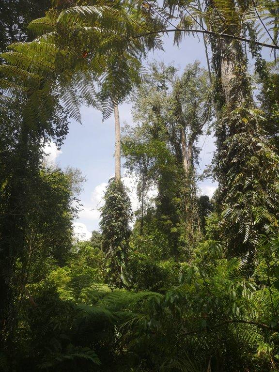 Khao Yai Nationalpark - Cover Image